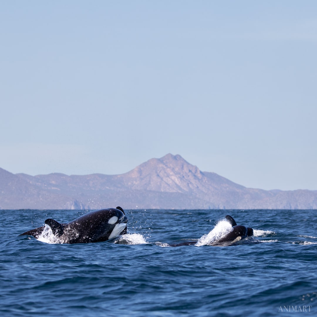 Ocean Safari