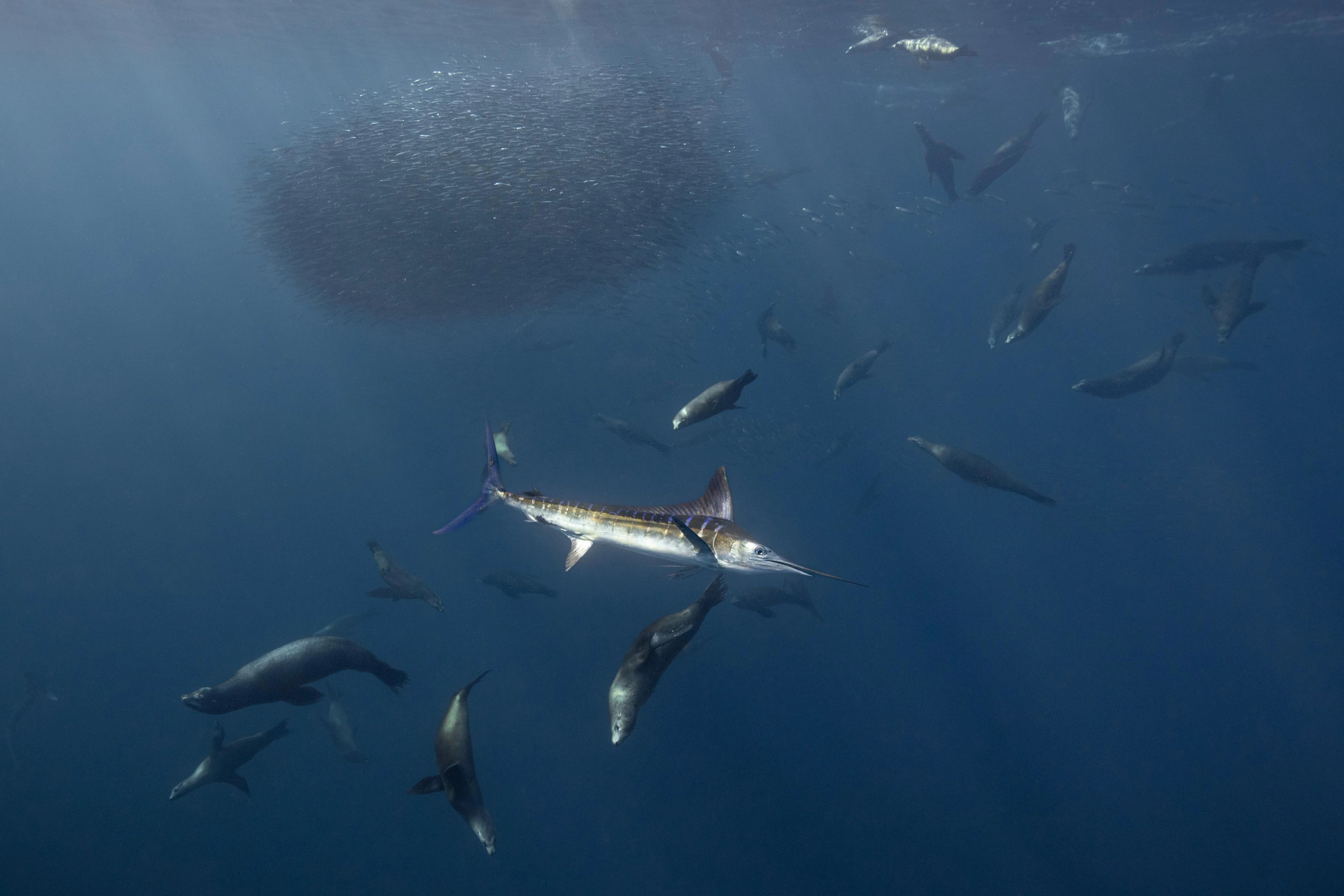 Mexican Sardine Run