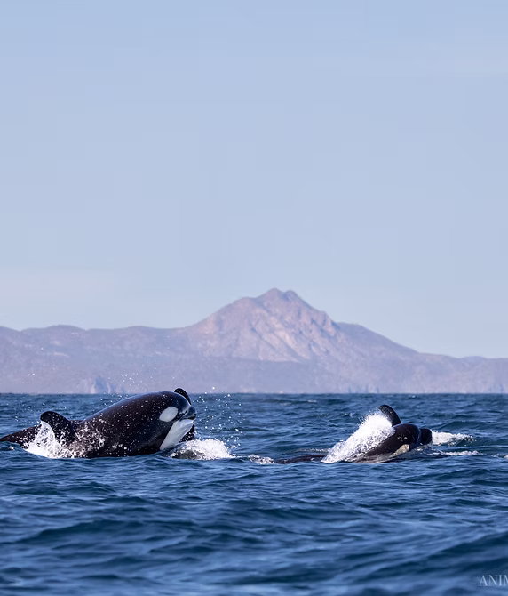 Ocean Safari Tour