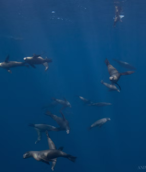 Sea Lion Snorkeling Experience