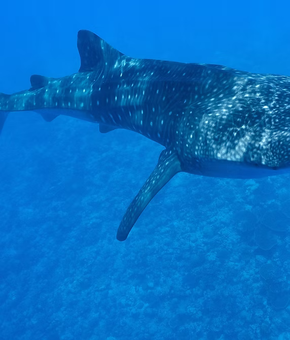 Whale Shark Snorkeling