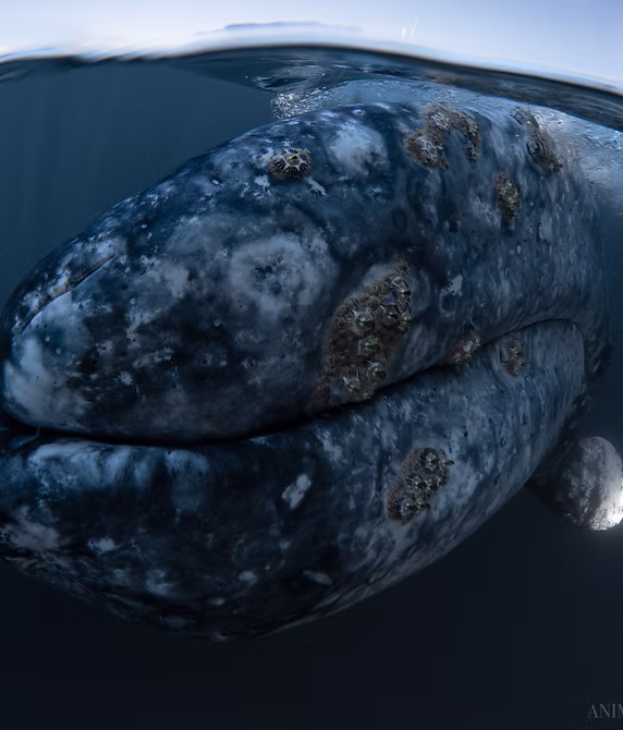 Whale Watching Experience